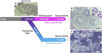 Meiotic Chromosome Dynamics in Zebrafish